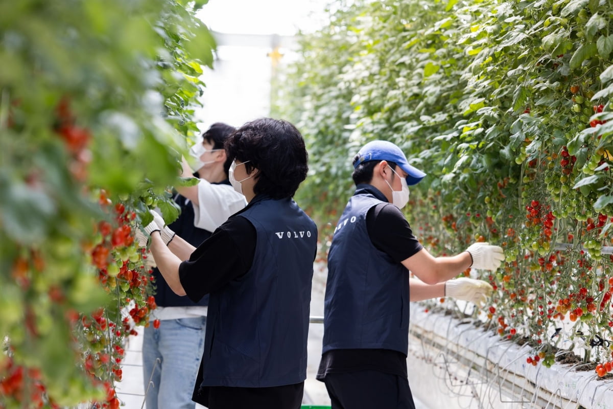 볼보자동차코리아 임직원이 푸르메소셜팜에서 토마토따기 봉사활동을 짆행했다. 사진=볼보자동차코리아