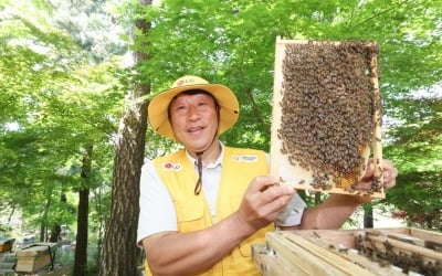 LG, 생태계 건강 지표 '토종 꿀벌' 키운다…400만마리 목표