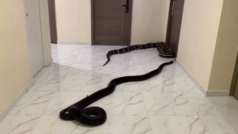 옆집 개 짖는 소리에 분노한 태국인이 복도에 뱀을 풀어놓았다./사진=아카라폰 와나손 페이스북 캡처