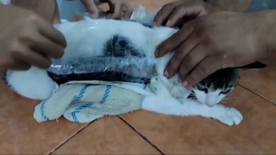 고양이 배에 묶인 마약 뭉치…코스타리카 기상천외 밀수극