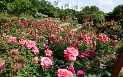 5만5000송이 장미 활짝…성동구 '대현산 장미축제' 연다