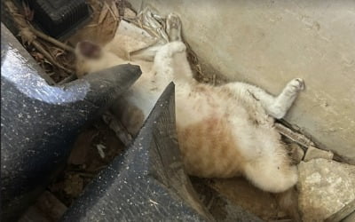 나무토막으로 고양이 찔러 학대한 10대 학생, 검찰 송치