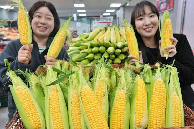 초당옥수수 大戰 개막!