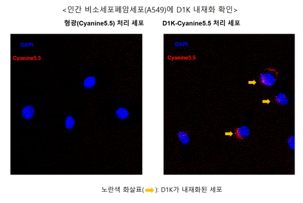 엔솔바이오사이언스, TROP2 표적 PDC용 펩타이드 'D1K' 발굴 성공