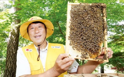 LG가 기르는 토종벌 100만 마리…식량 위기 해결사로