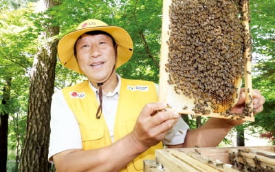 LG가 기르는 토종벌 100만 마리…식량 위기 해결사로