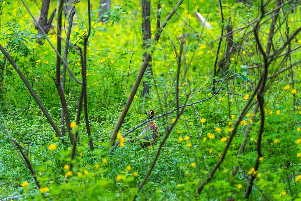 애기똥풀과 꿩(사진=이효태)