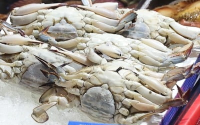 "앞으로 꽃게 못 먹나" 연평도 어획량 90% 급감