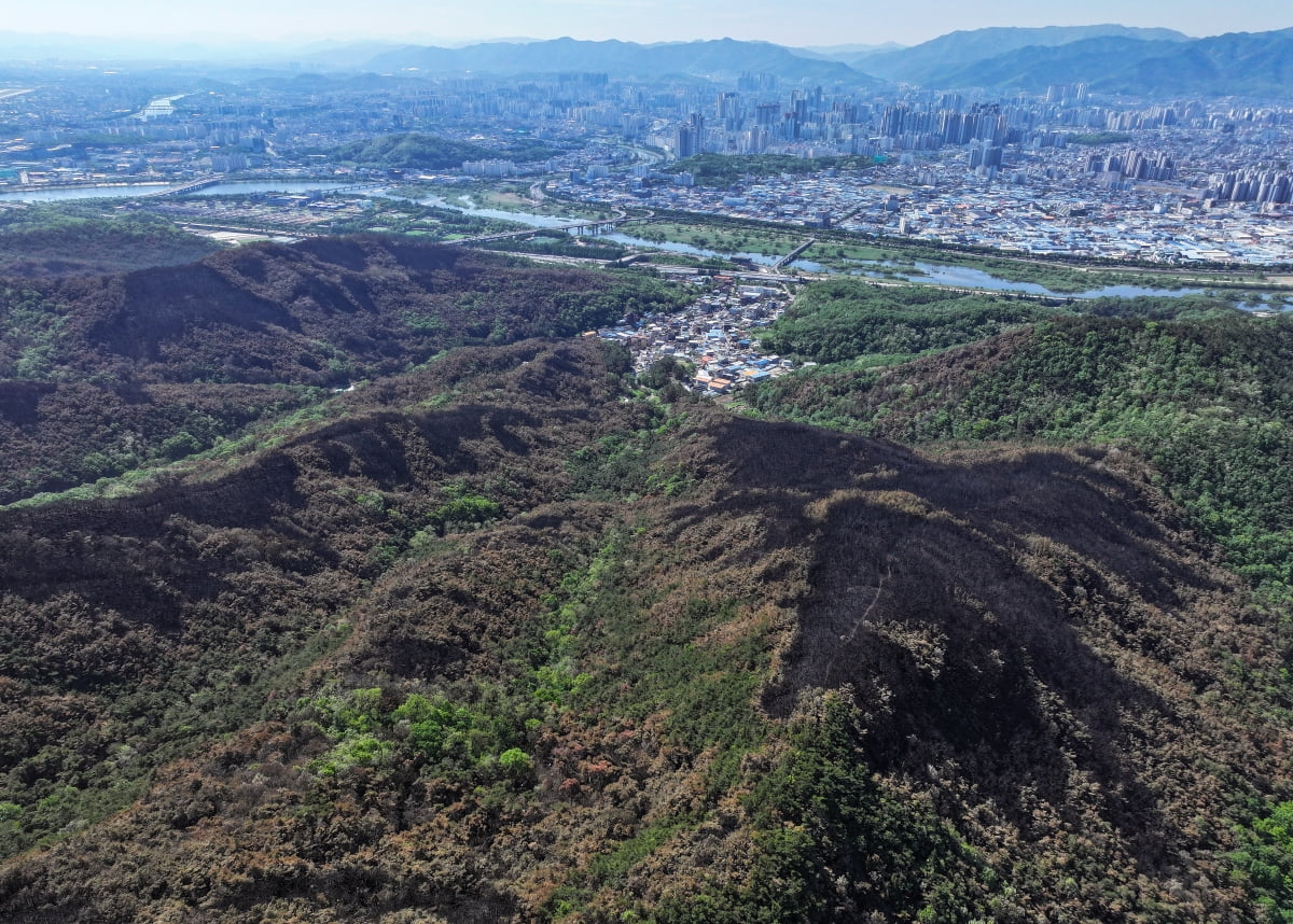 대구 북구 함지산 산림 일부가 지난달 28일 발생한 대형 산불로 검게 탄 모습을 보이고 있다. 사진=연합뉴스