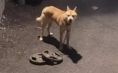 얼마나 간절했으면…30kg 쇳덩이 끌고 산에서 내려온 강아지