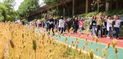 [포토] 마포구 황금보리축제 함께 걸어요~
