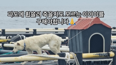 "당장 구해야 합니다"…바다 위 양식장 진돗개 '아찔' [영상]
