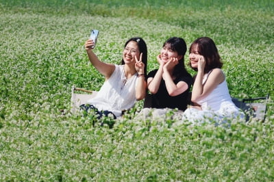 '제3회 봉평 오얏나무숲 메밀꽃축제'