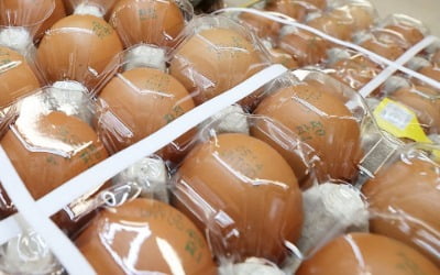 계란 한판이 7000원?…공정위, '담합 의혹' 산란계협회 현장조사