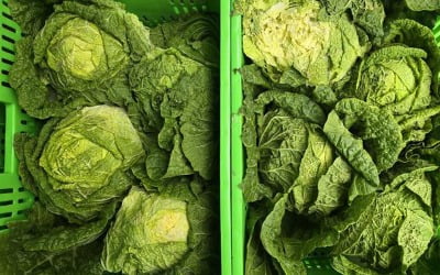 '배춧값 벌써 심상치 않네'…눈치 빠른 김치회사들 '중대 결단'