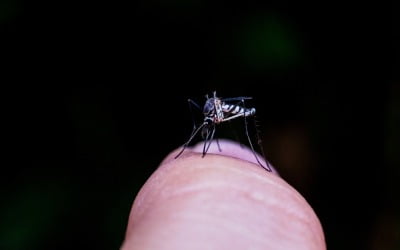 '작년엔 없었는데'…올해 첫 환자, 제주서 나왔다