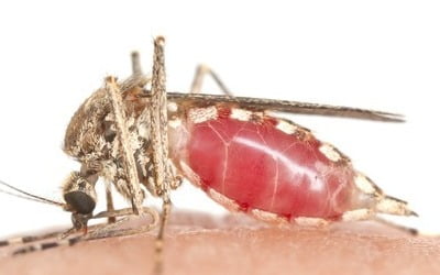 하늘에서 모기 '4000만 마리' 와르르…'특단 대책' 나선 곳이