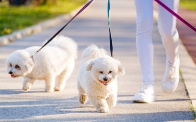 '개 산책=범죄' 단속 강화한 '이 나라'…"공중보건 위협"