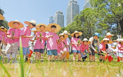 꼬마농부 모내기