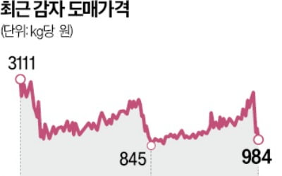 감자 1㎏당 984원 '연중 최저'