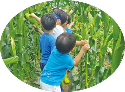 강원 원주 승안동마을에서 어린이들이 옥수수를 따고 있다.