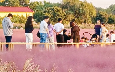 평택 바람새마을, 동요 '노을'의 무대…핑크뮬리꽃 축제 인기