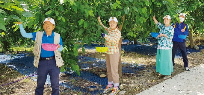 충북 충주 상대촌마을에서 관광객들이 과실 따기 체험을 하고 있다. /충주시 제공
   