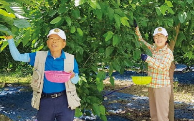 충주 상대촌마을, 수도권에서 1시간…복숭아·단호박 따러 가죠