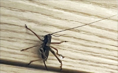 '곱등이 같은 게 수천마리가…' 등산객들 '공포'