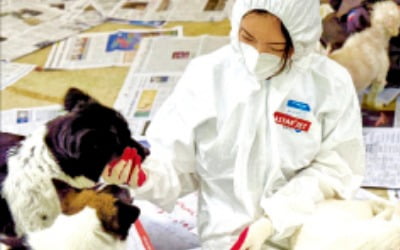이스타항공, 유기견 쉼터서 봉사