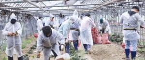 토토사이트 케이벳, 경북 산불 피해지역 복구 나서