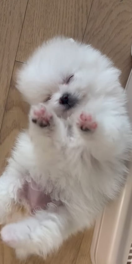 2NE1's Park Bom Introduces New Furry Family Member on Instagram