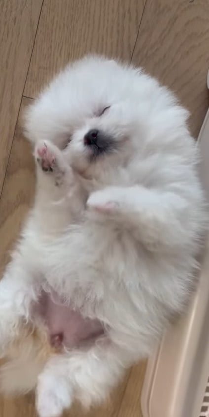 2NE1's Park Bom Introduces New Furry Family Member on Instagram
