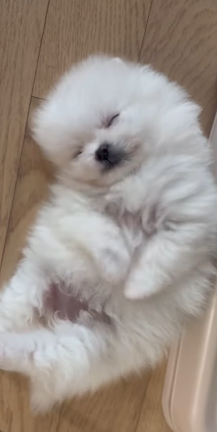 2NE1's Park Bom Introduces New Furry Family Member on Instagram