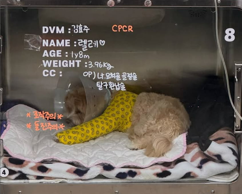South Korean Actress Han Ye-seul Shares Update on Her Beloved Pet's Recovery