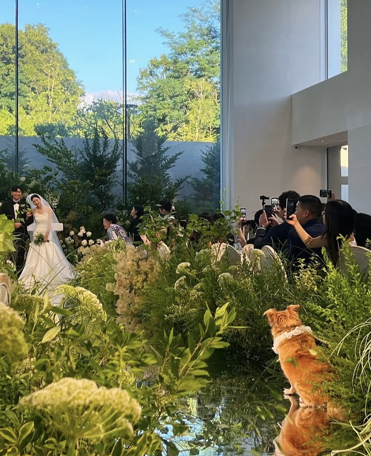 Attorney and Broadcaster Seo Dong-joo Shares Heartwarming Wedding with Her Dogs