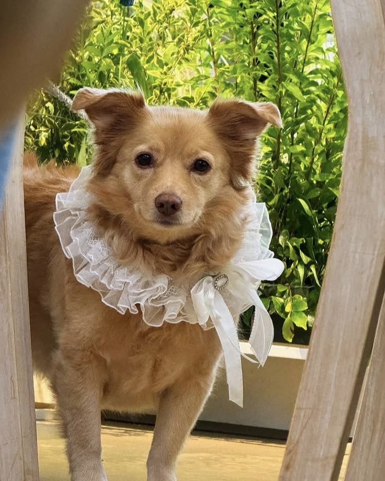Attorney and Broadcaster Seo Dong-joo Shares Heartwarming Wedding with Her Dogs