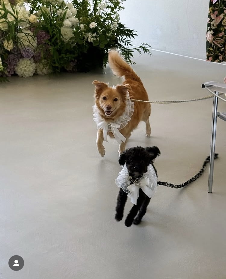 Attorney and Broadcaster Seo Dong-joo Shares Heartwarming Wedding with Her Dogs