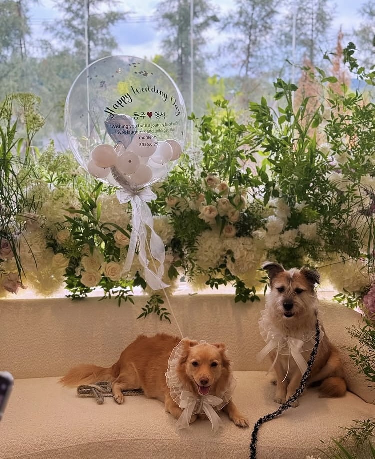 Attorney and Broadcaster Seo Dong-joo Shares Heartwarming Wedding with Her Dogs