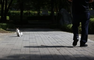 '길고양이 학대범' 공공기관 채용 취소에…中 사회 '갑론을박'