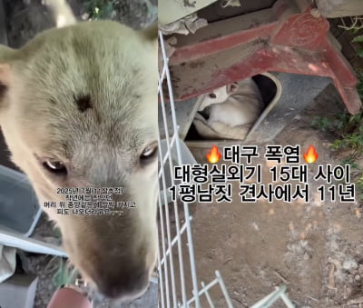 "11년째 실외기 옆 감금"…폭염 속 개 방치한 주인에 '공분'