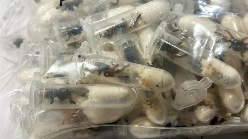지난 6월 18일 케이크 포장 상자 안에 숨겨 베트남에서 독일로 불법 밀반입하려다 쾰른·본 공항에서 적발된 새끼 타란툴라 1500여 마리 / 사진 = AP연합뉴스