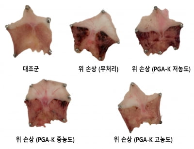 모아라이프플러스, PGA-K 위산 조절 기능성 특허 출원