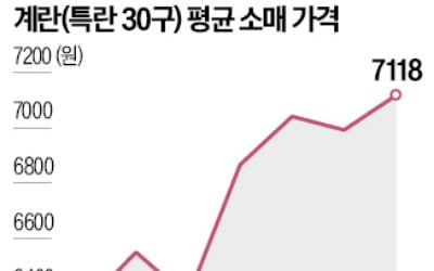 계란값 석 달째 7000원대