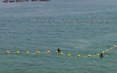 제주 해수욕장에서 해파리 쏘임 사고 발생 '주의 당부'
