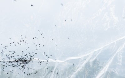 한국 새들, 입맛 바뀌었나? 러브버그 '천적' 등장에 '기대'