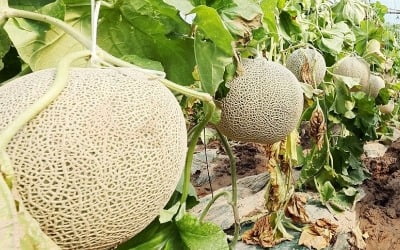 호우로 농산물 물가 오를듯…농식품부 "수급불안 줄이고 할인"