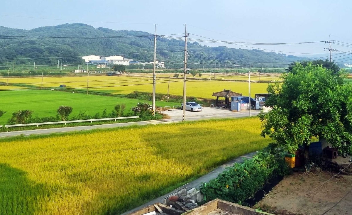 실수로 살포된 제초제에 누렇게 말라버린 벼. /사진=연합뉴스 