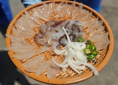 "오징어 2마리 5만6000원, 이게 맞냐"…속초 또 '발칵'