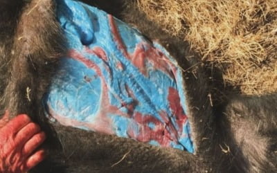 "멧돼지 잡았는데 속살이 왜 이래"…섬뜩한 경고에 '비상'